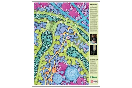 3DMDMitochondriaPoster1-1