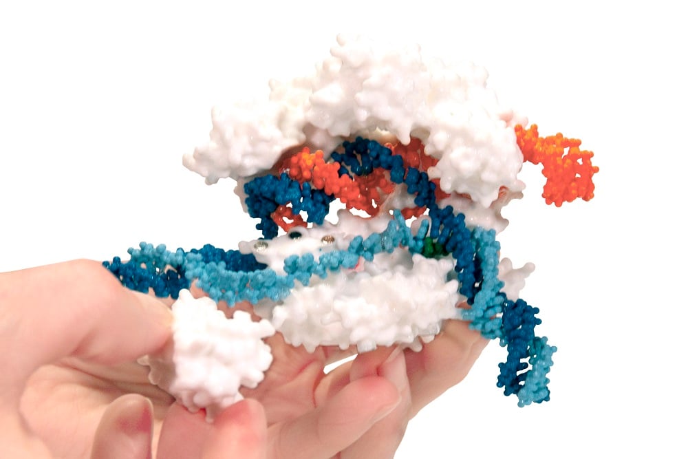 CRISPR Cas9