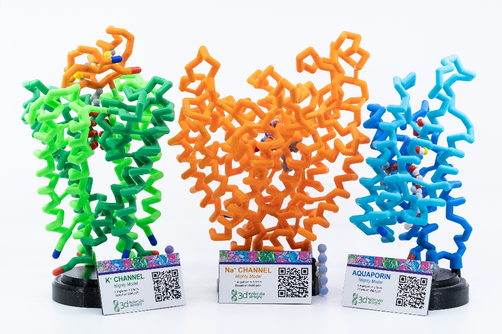 Mighty Model Channel Protein Collection©