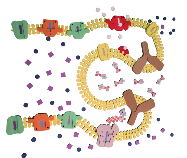 SynapseConstructionimage1nobkg2-1