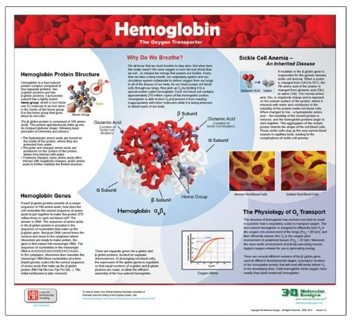 hemoglobinposter