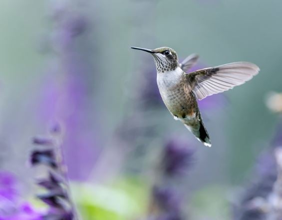 hummingbird